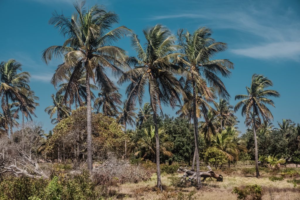 mozambik palmy
