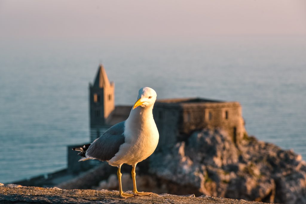 Porto Venere – zwiedzanie i knajpki z pysznym pesto!